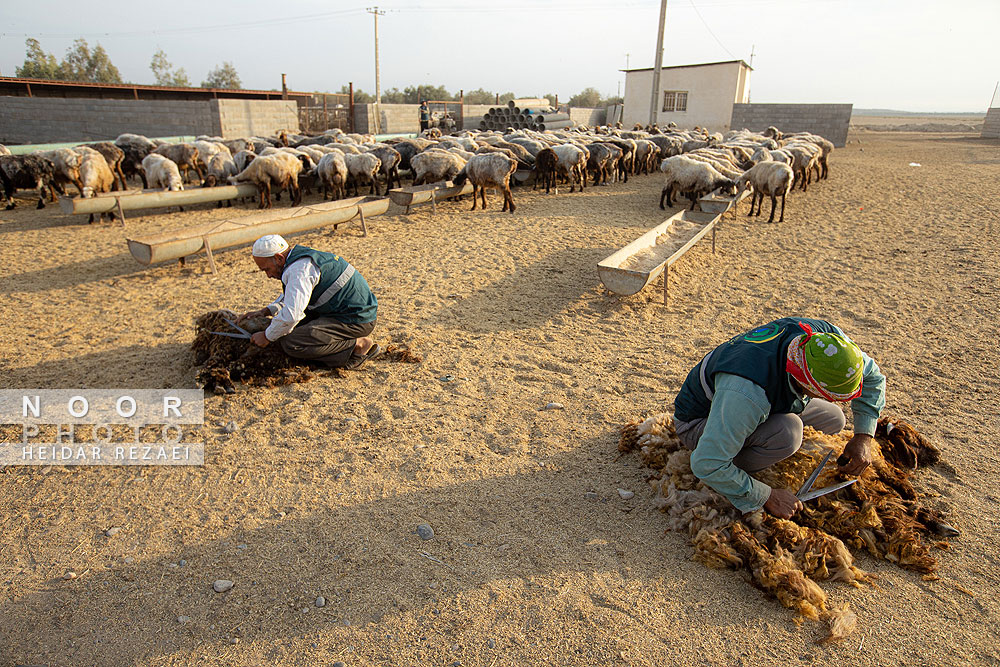 مزرعه دامپروری چپرقویمه گنبد کاووس