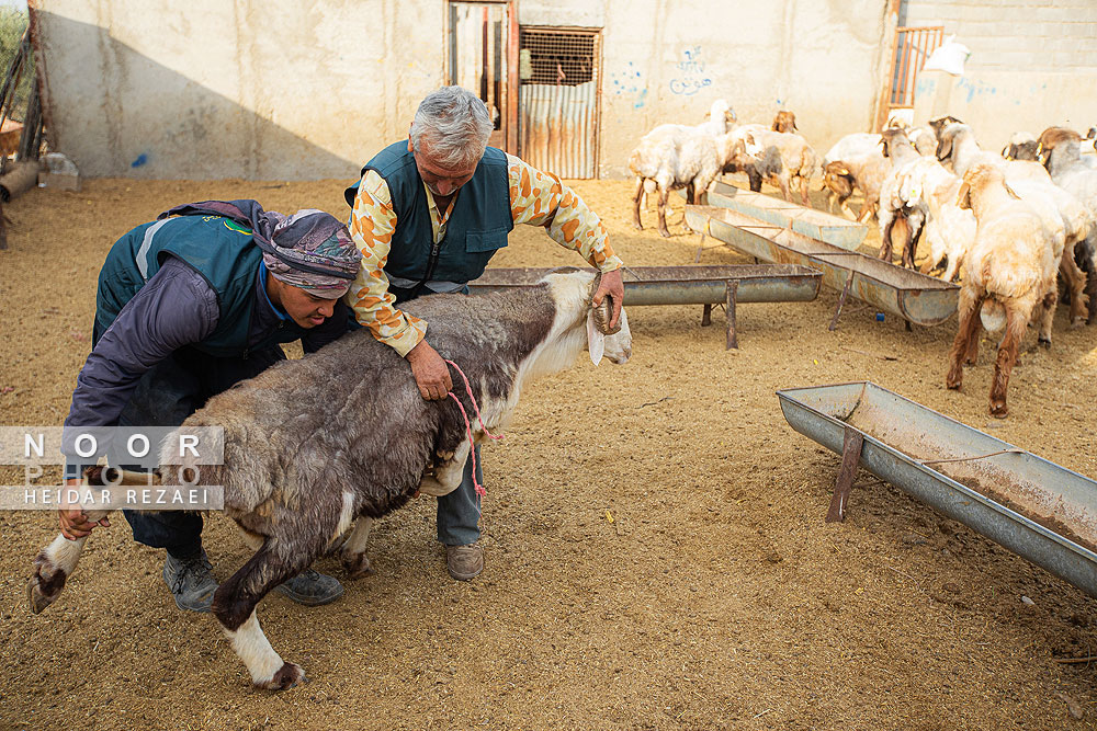 مزرعه دامپروری چپرقویمه گنبد کاووس