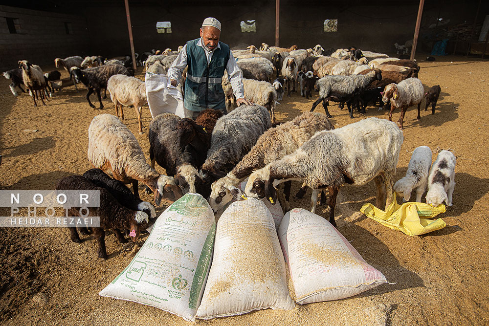 مزرعه دامپروری چپرقویمه گنبد کاووس