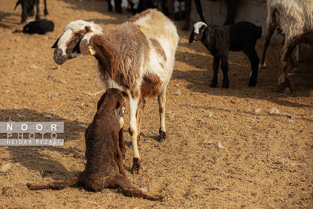 مزرعه دامپروری چپرقویمه گنبد کاووس