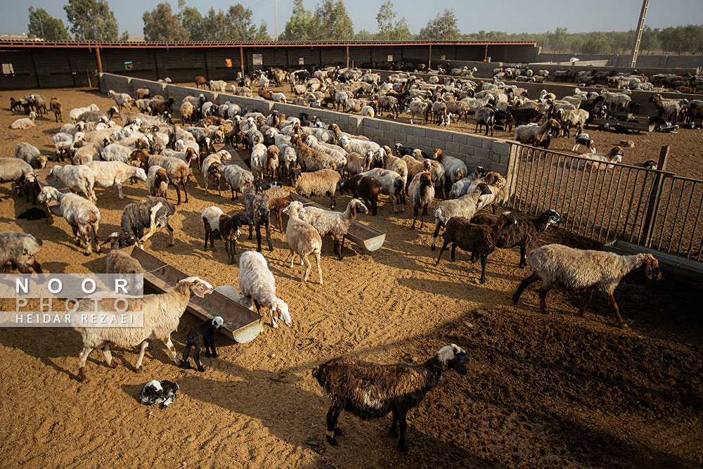 مزرعه دامپروری چپرقویمه گنبد کاووس