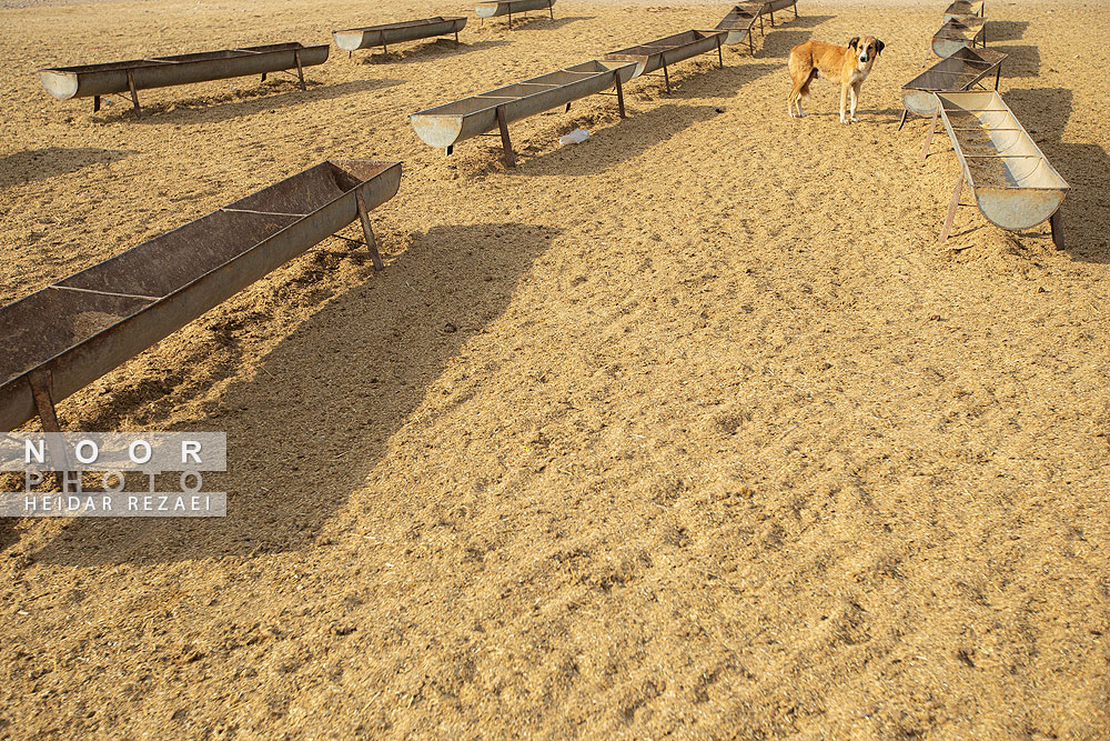 مزرعه دامپروری چپرقویمه گنبد کاووس