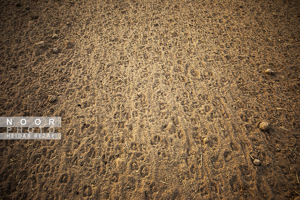 مزرعه دامپروری چپرقویمه گنبد کاووس