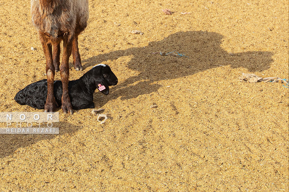 مزرعه دامپروری چپرقویمه گنبد کاووس