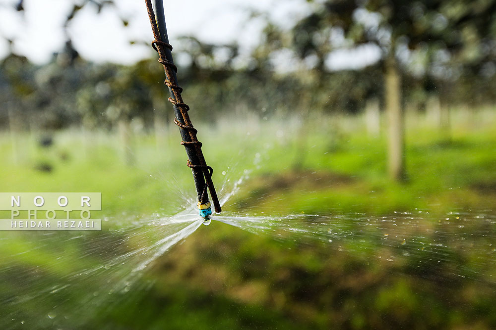 برداشت کیوی در باغات سلمانشهر