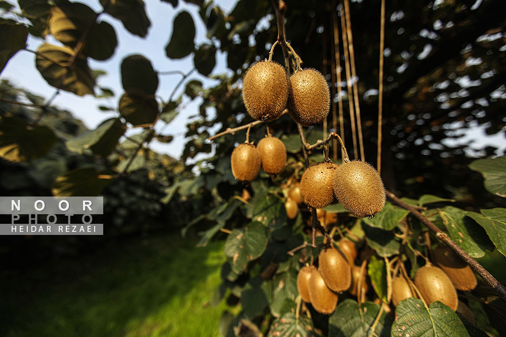 برداشت کیوی در باغات سلمانشهر