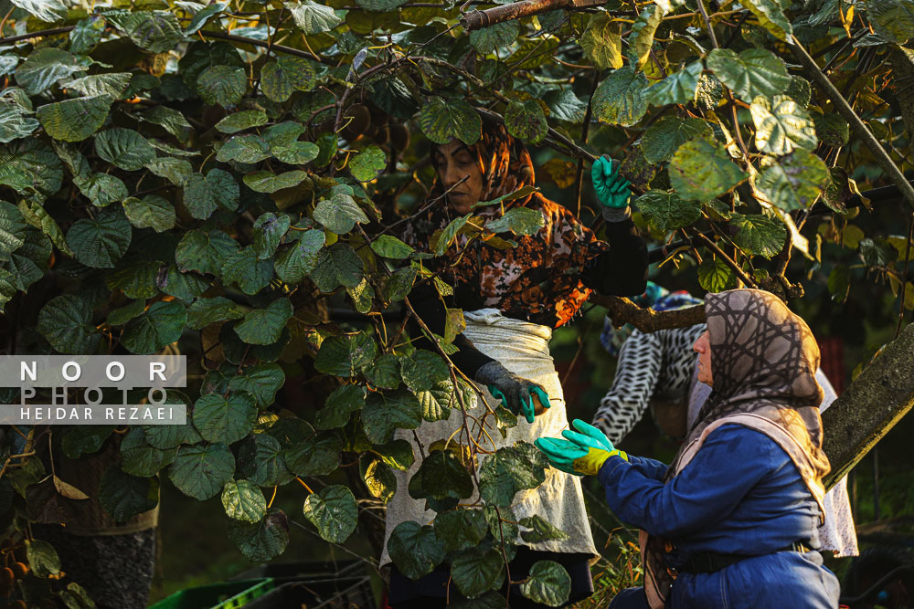 برداشت کیوی در باغات سلمانشهر