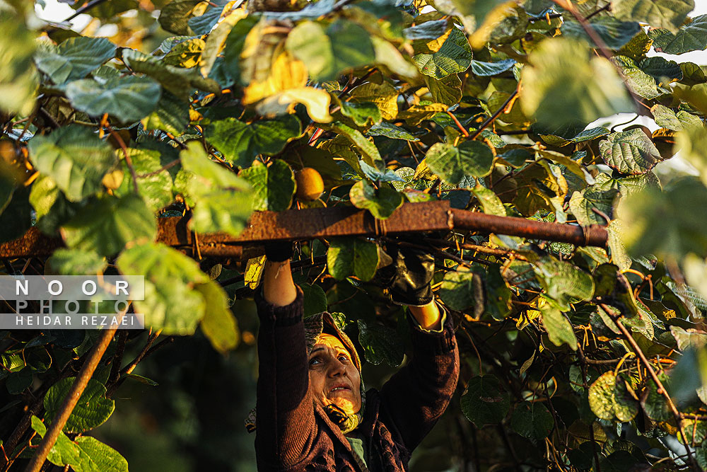 برداشت کیوی در باغات سلمانشهر