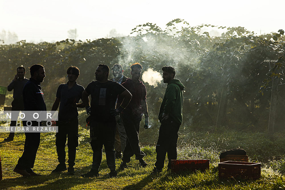 برداشت کیوی در باغات سلمانشهر