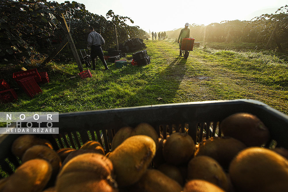 برداشت کیوی در باغات سلمانشهر