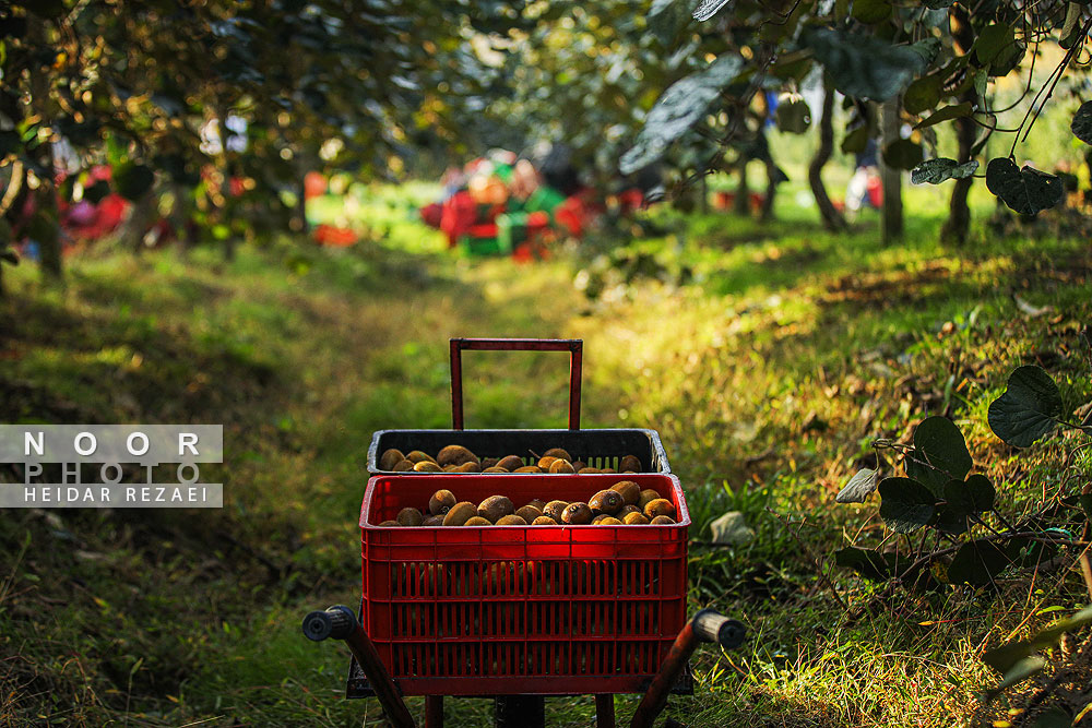 برداشت کیوی در باغات سلمانشهر