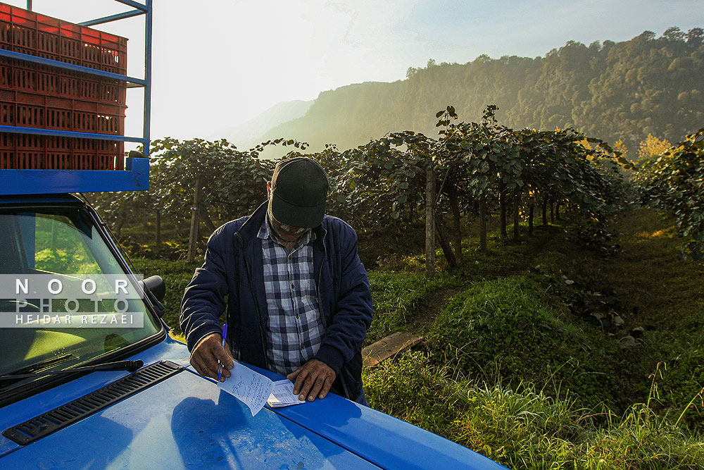 برداشت کیوی در باغات سلمانشهر