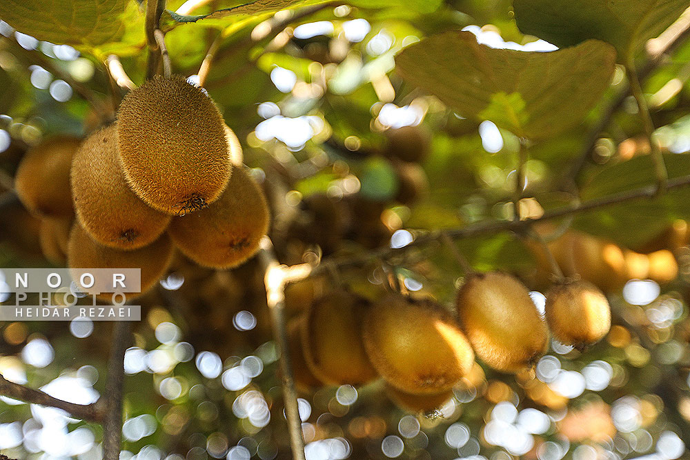 برداشت کیوی در باغات سلمانشهر