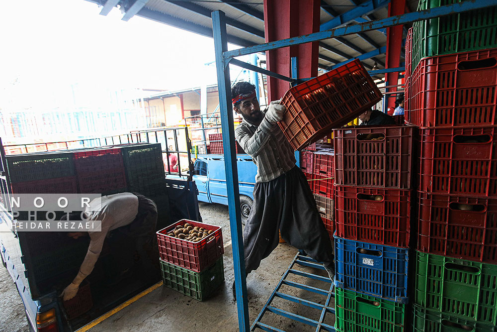 برداشت کیوی در باغات سلمانشهر