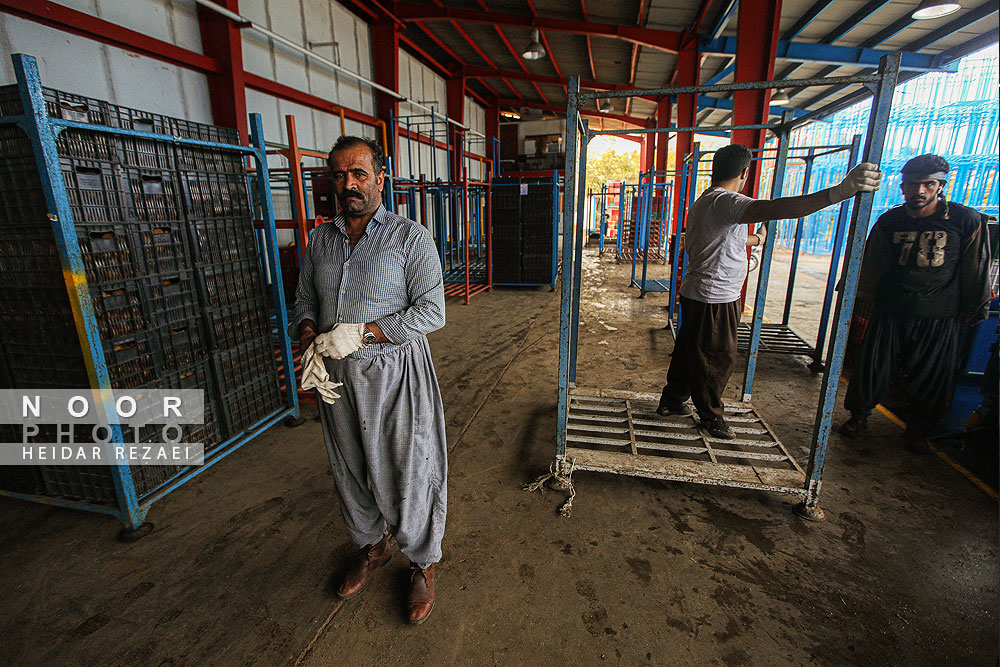 برداشت کیوی در باغات سلمانشهر