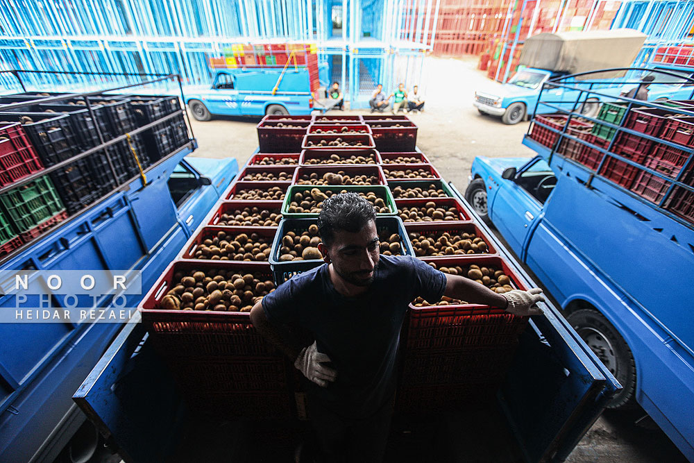 برداشت کیوی در باغات سلمانشهر