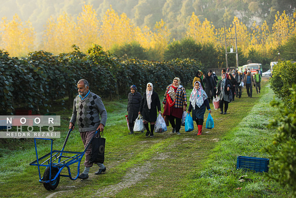 برداشت کیوی در باغات سلمانشهر