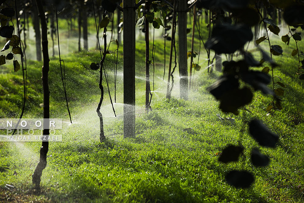 برداشت کیوی در باغات سلمانشهر