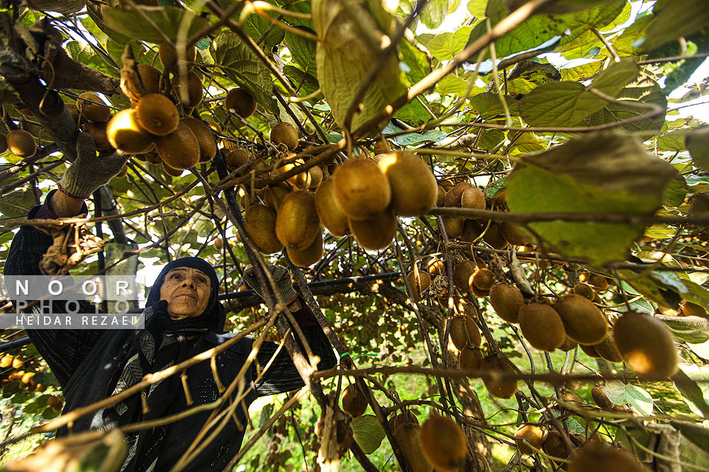 برداشت کیوی در باغات سلمانشهر