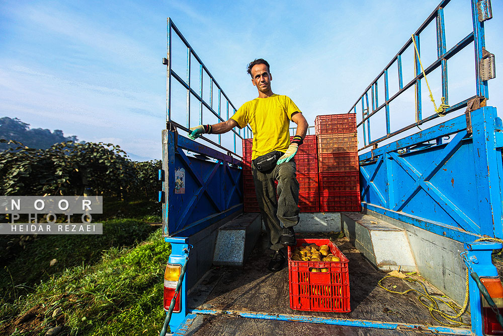 برداشت کیوی در باغات سلمانشهر