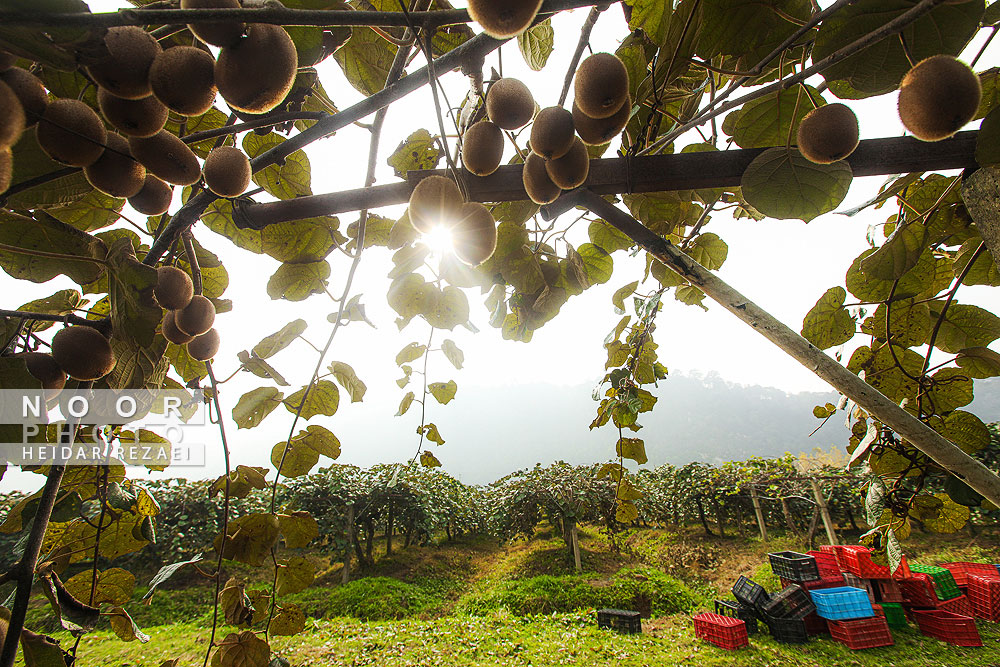 برداشت کیوی در باغات سلمانشهر