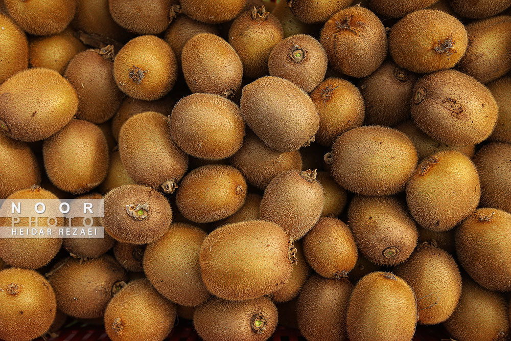 برداشت کیوی در باغات سلمانشهر