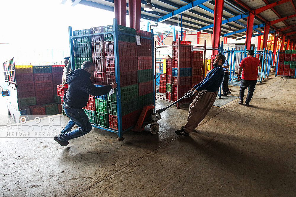 برداشت کیوی در باغات سلمانشهر