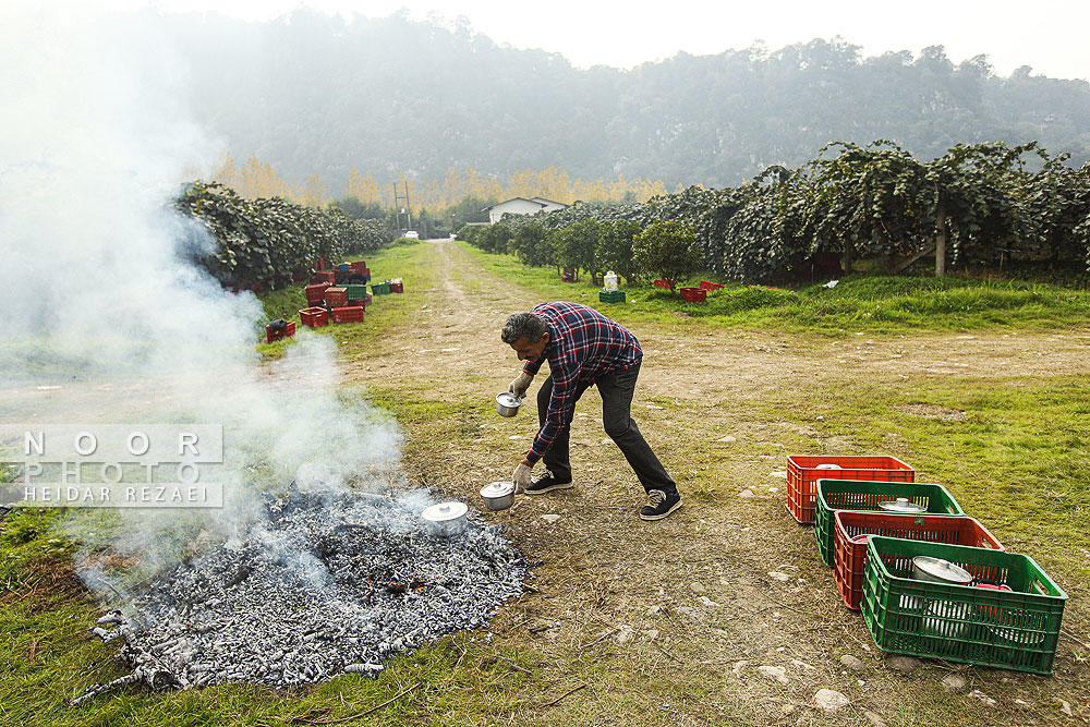 برداشت کیوی در باغات سلمانشهر