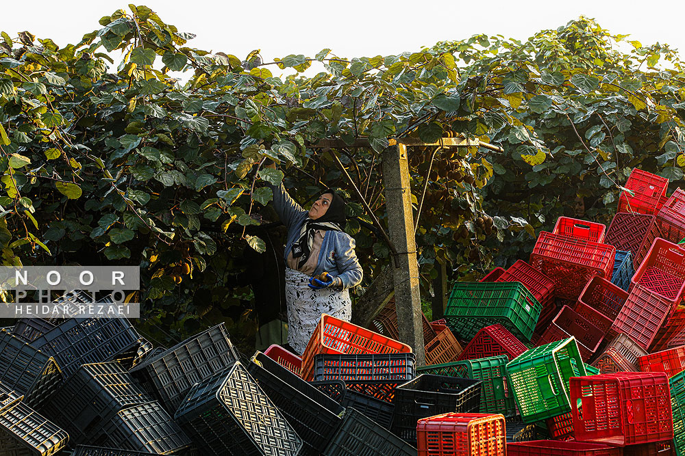 برداشت کیوی در باغات سلمانشهر