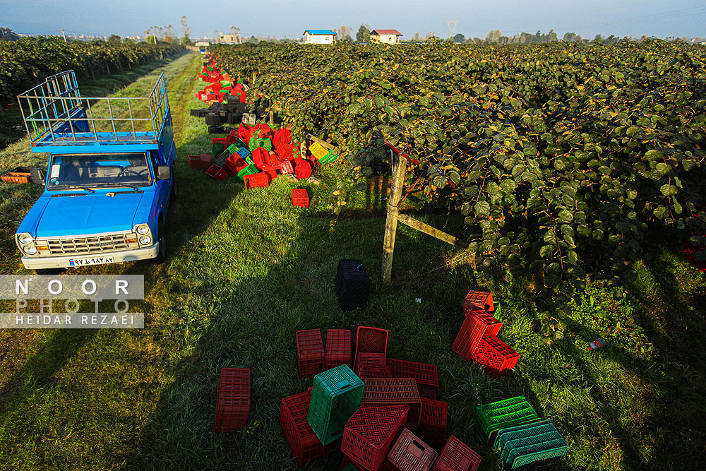 برداشت کیوی در باغات سلمانشهر
