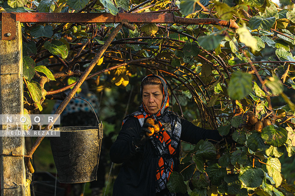 برداشت کیوی در باغات سلمانشهر