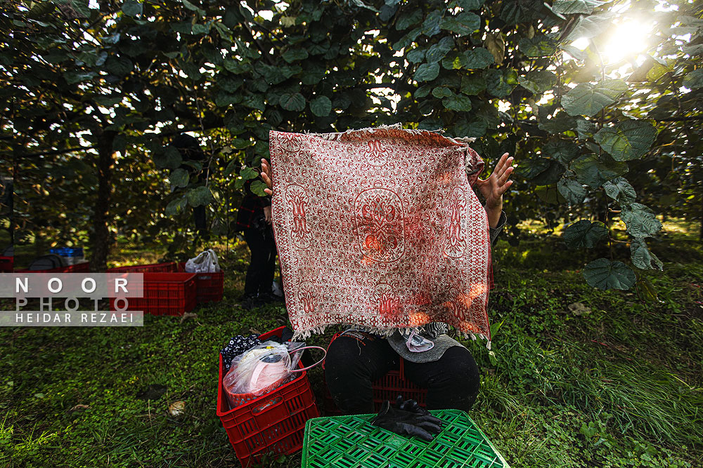 برداشت کیوی در باغات سلمانشهر