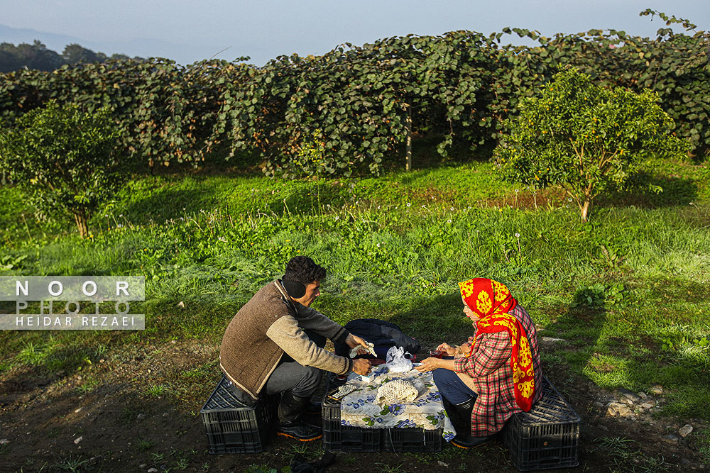 برداشت کیوی در باغات سلمانشهر