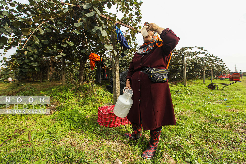 برداشت کیوی در باغات سلمانشهر