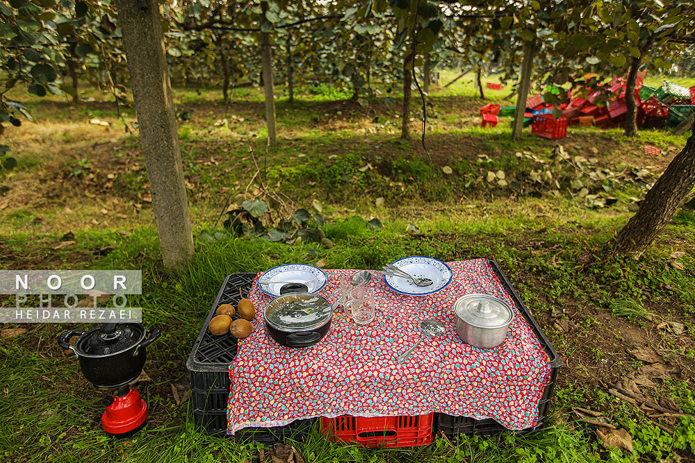 برداشت کیوی در باغات سلمانشهر