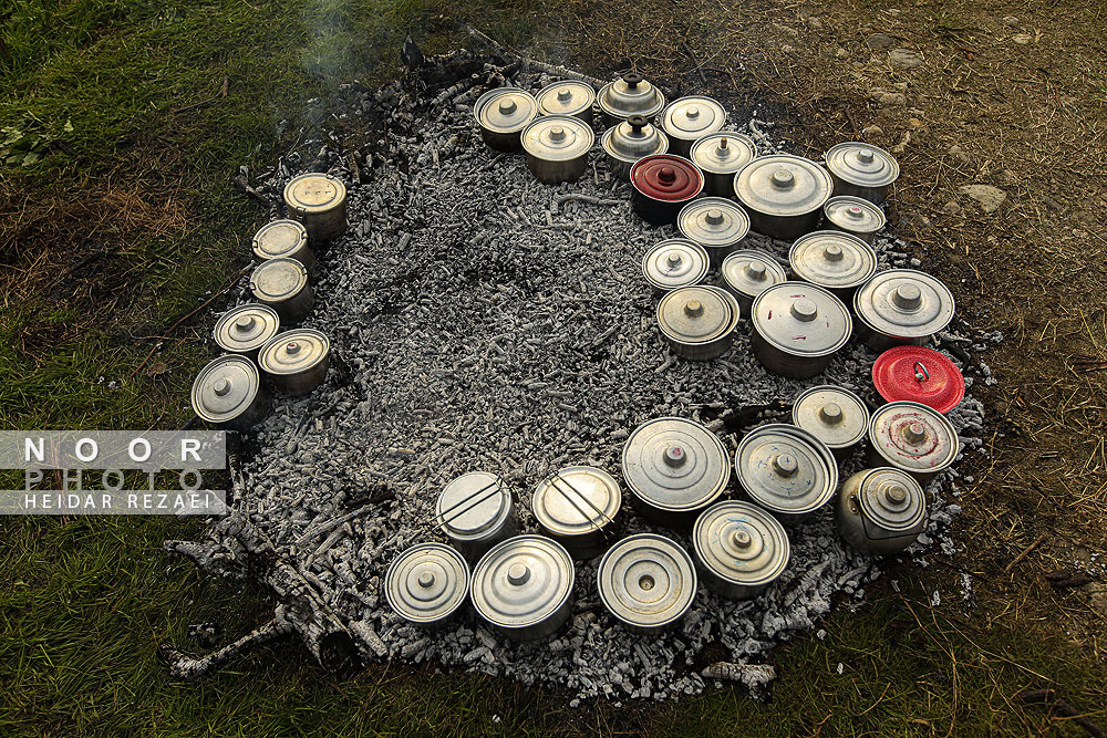 برداشت کیوی در باغات سلمانشهر