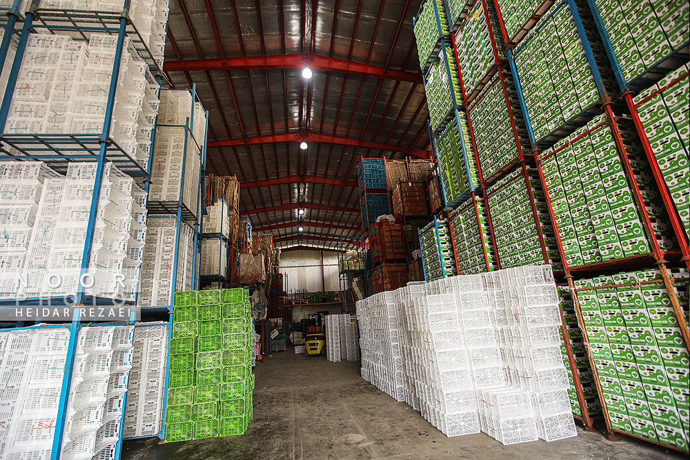 برداشت کیوی در باغات سلمانشهر