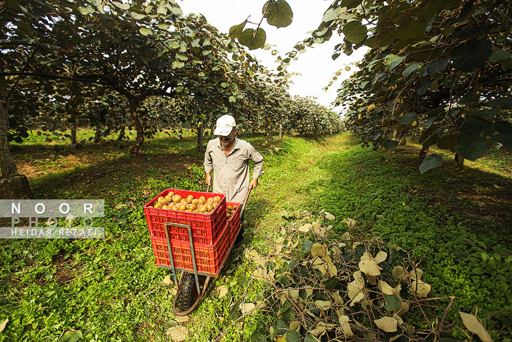 برداشت کیوی در باغات سلمانشهر