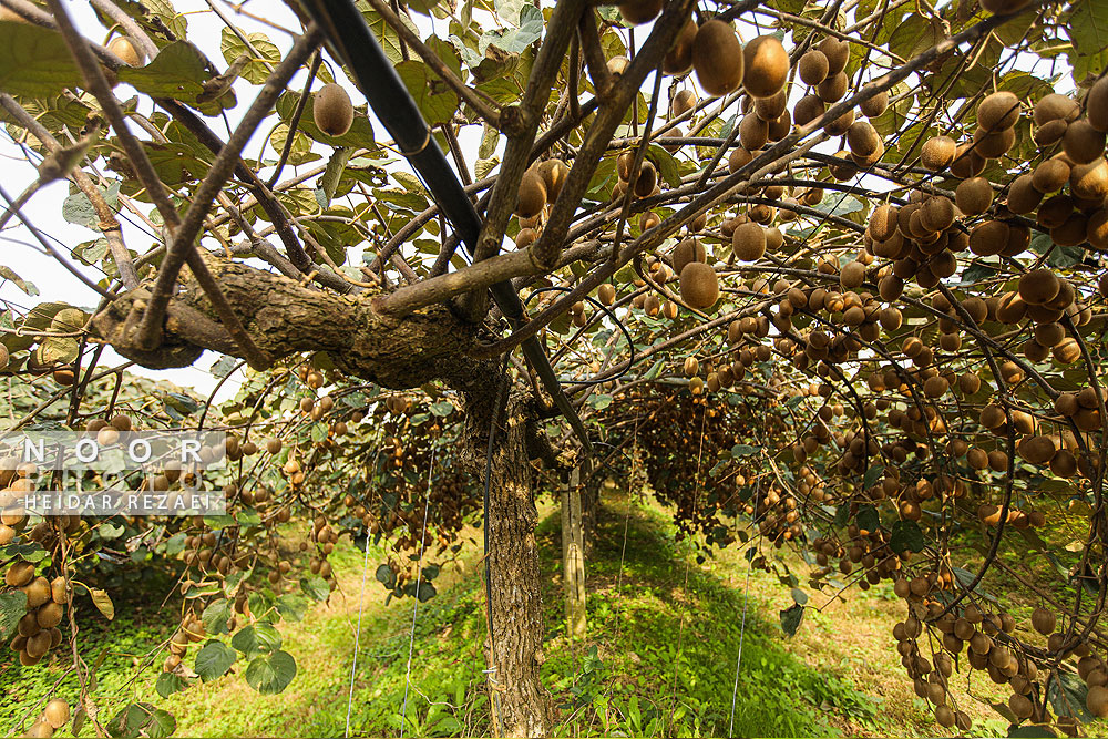 برداشت کیوی در باغات سلمانشهر
