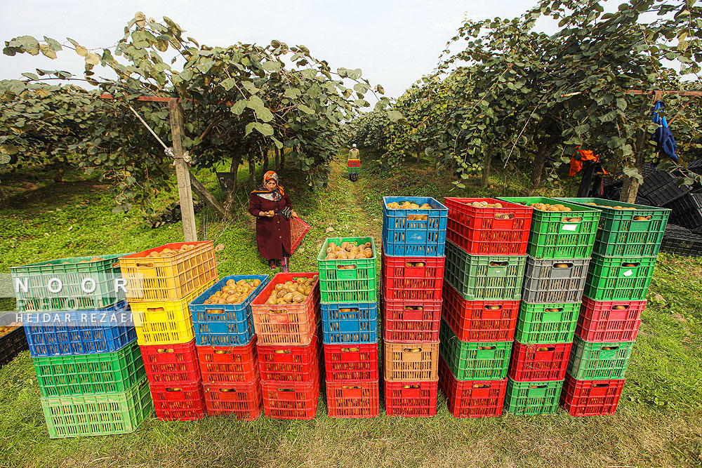 برداشت کیوی در باغات سلمانشهر