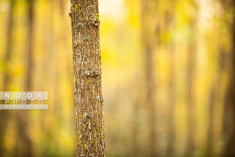 طبیعت پائیزی جنگل دالخانی و نمک آبرود