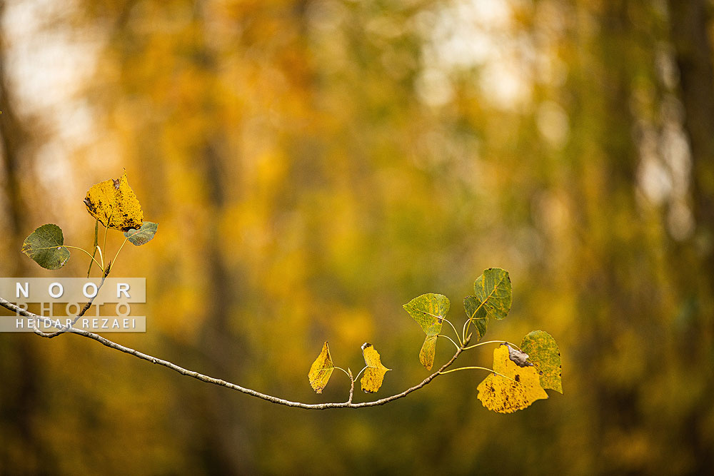 طبیعت پائیزی جنگل دالخانی و نمک آبرود