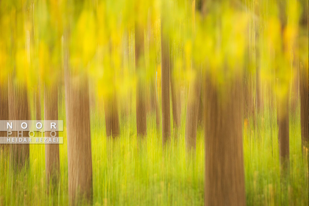 طبیعت پائیزی جنگل دالخانی و نمک آبرود