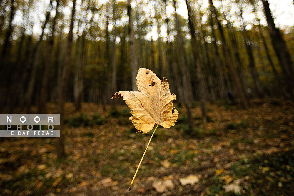 طبیعت پائیزی جنگل دالخانی و نمک آبرود