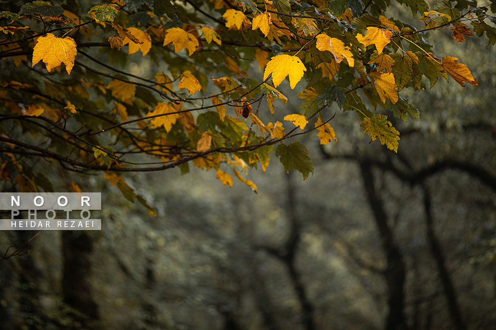 طبیعت پائیزی جنگل دالخانی و نمک آبرود