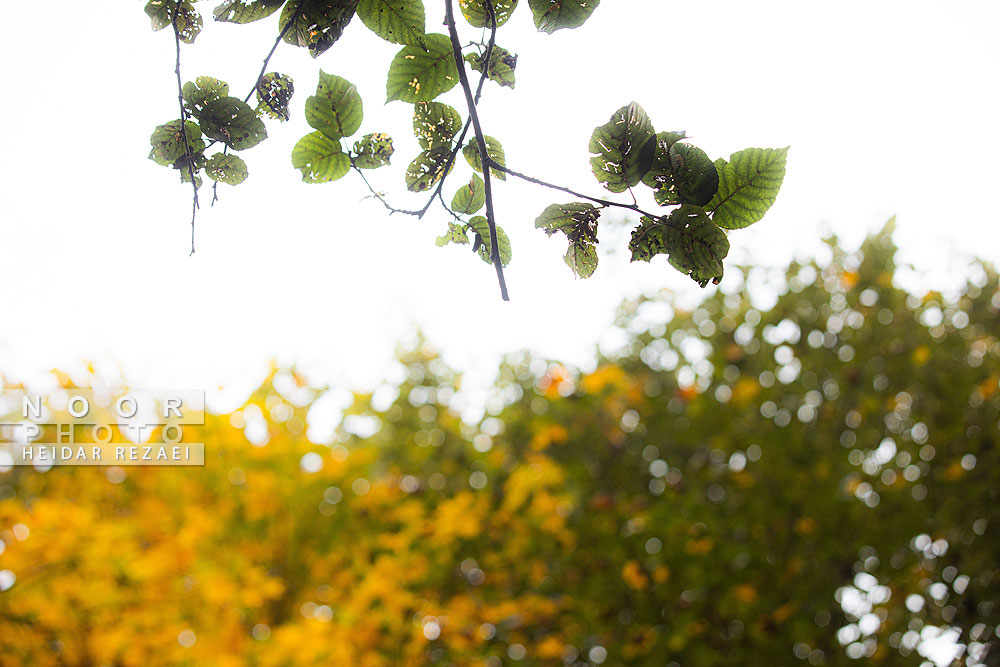 طبیعت پائیزی جنگل دالخانی و نمک آبرود