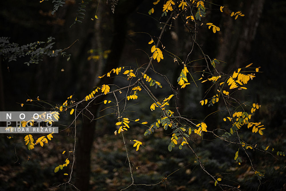 طبیعت پائیزی جنگل دالخانی و نمک آبرود