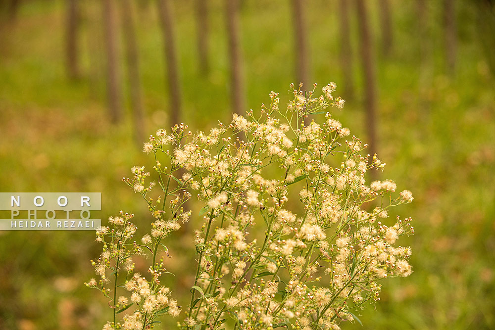 طبیعت پائیزی جنگل دالخانی و نمک آبرود