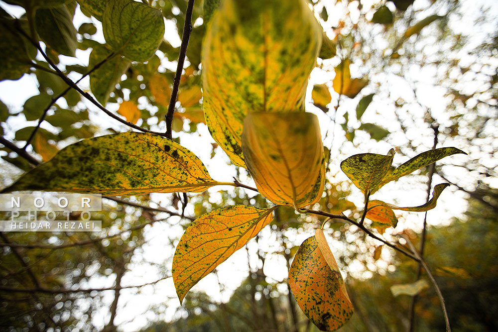 طبیعت پائیزی جنگل دالخانی و نمک آبرود