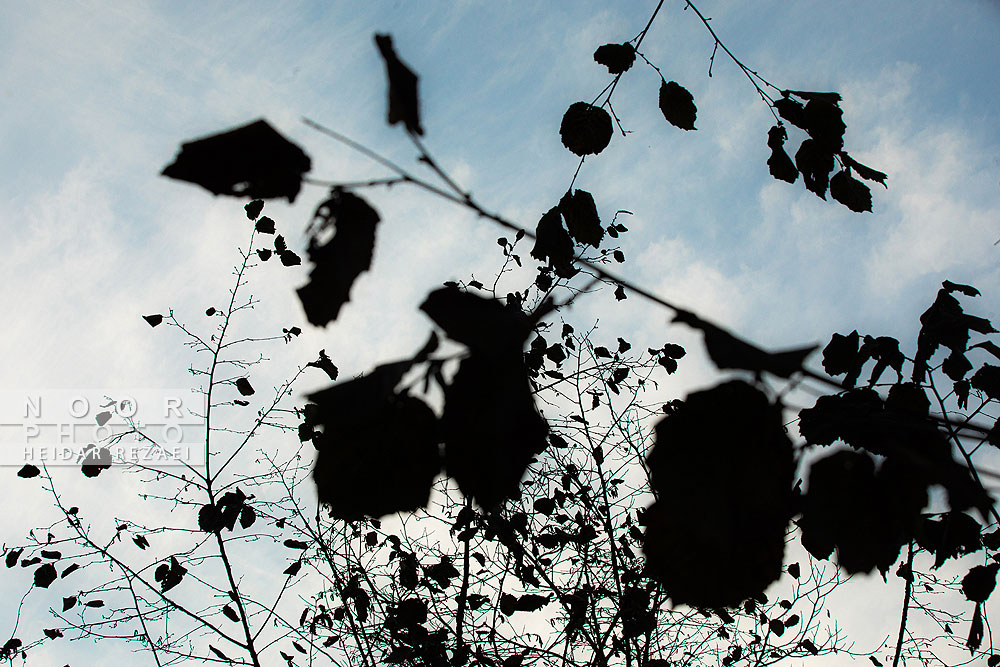 طبیعت پائیزی جنگل دالخانی و نمک آبرود